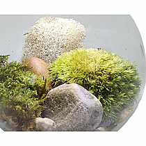 MOSS BOWL GROW YOUR OWN OASIS