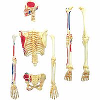 4D Human Anatomy Skeleton Model