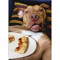 DOG PIZZA PLATE BDAY CARD