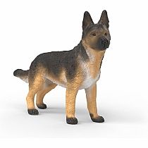 German Shepherd Male