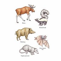 DOVER WOODLAND ANIMALS STICKERS