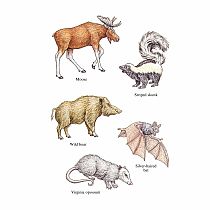 DOVER WOODLAND ANIMALS STICKERS