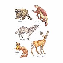 DOVER WOODLAND ANIMALS STICKERS