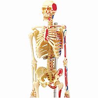 4D Human Anatomy Skeleton Model