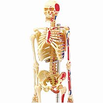 4D Human Anatomy Skeleton Model