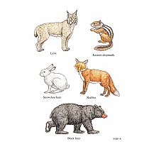 DOVER WOODLAND ANIMALS STICKERS