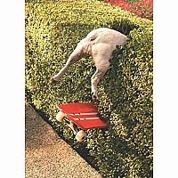 SKATEBOARD DOG IN HEDGE CARD