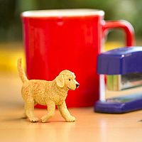 SAFARI GOLDEN RETRIVIER PUPPY