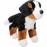 Miranda Bernese Mountain Dog