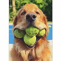 DOGS W TENNIS BALLS BDAY CARD