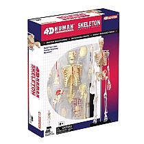 4D Human Anatomy Skeleton Model