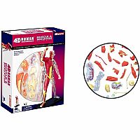 MUSCLE & SKELETON 4D
