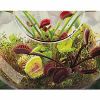 FLYTRAPS