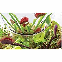 FLYTRAPS