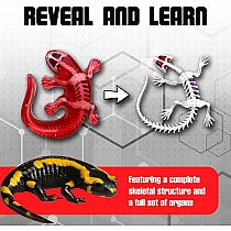 DISSECT-IT SALAMANDER LAB