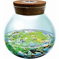 WATERPLANTS