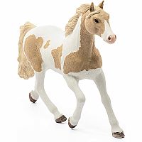 Paint Horse Mare