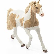 Paint Horse Mare