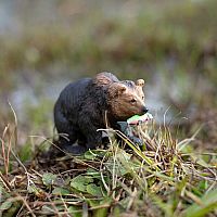 SAFARI GRIZZLY BEAR W FISH