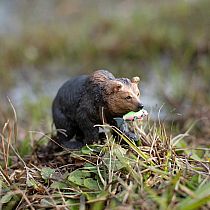 SAFARI GRIZZLY BEAR W FISH