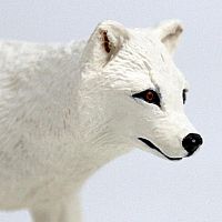 SAFARI ARCTIC FOX