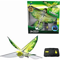 EBIRD GREEN PARROT