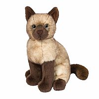 CHAI SIAMESE CAT