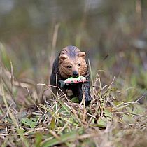 SAFARI GRIZZLY BEAR W FISH