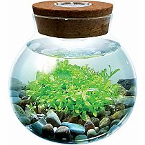 WATERPLANTS