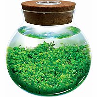 WATERPLANTS