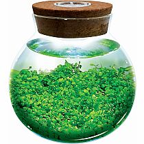 WATERPLANTS