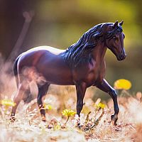 BREYER VIVALDI DE BESILU