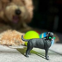 SAFARI BLACK LAB