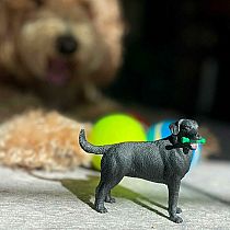 SAFARI BLACK LAB