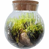MOSS BOWL GROW YOUR OWN OASIS