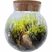 MOSS BOWL GROW YOUR OWN OASIS