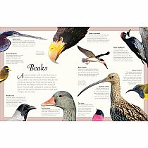 ANTHOLOGY OF EXQUISIT BIRDS---Ben Hoare  Angela Rizza  Daniel Long