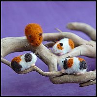 WOOLPETS GUINEA PIGS