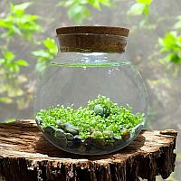 WATERPLANTS