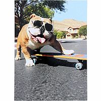 BULLDOG SKATEBOARD BDAY CARD
