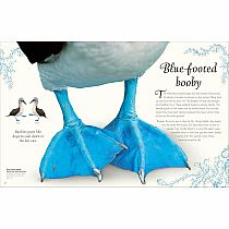 ANTHOLOGY OF EXQUISIT BIRDS---Ben Hoare  Angela Rizza  Daniel Long