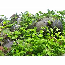 WATERPLANTS