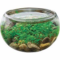 CREATE MINI WATERPLANTS