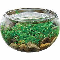 CREATE MINI WATERPLANTS