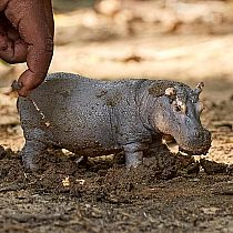 SCHLEICH HIPPOPOTAMUS