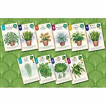 VERDANT GAME