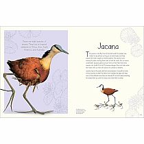 An Anthology of Aquatic Life---Sam Hume  Angela Rizza  Daniel Long