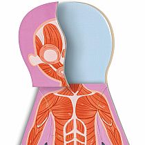 HUMAN BODY MAGNETIC PUZZLE