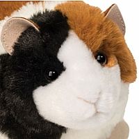 PIPPIN GUINEA PIG