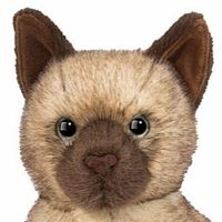 CHAI SIAMESE CAT